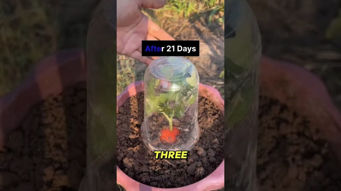 यह टमाटर की ट्रिक सब को पता होनी चाहिए #gardening #lifehack #viral