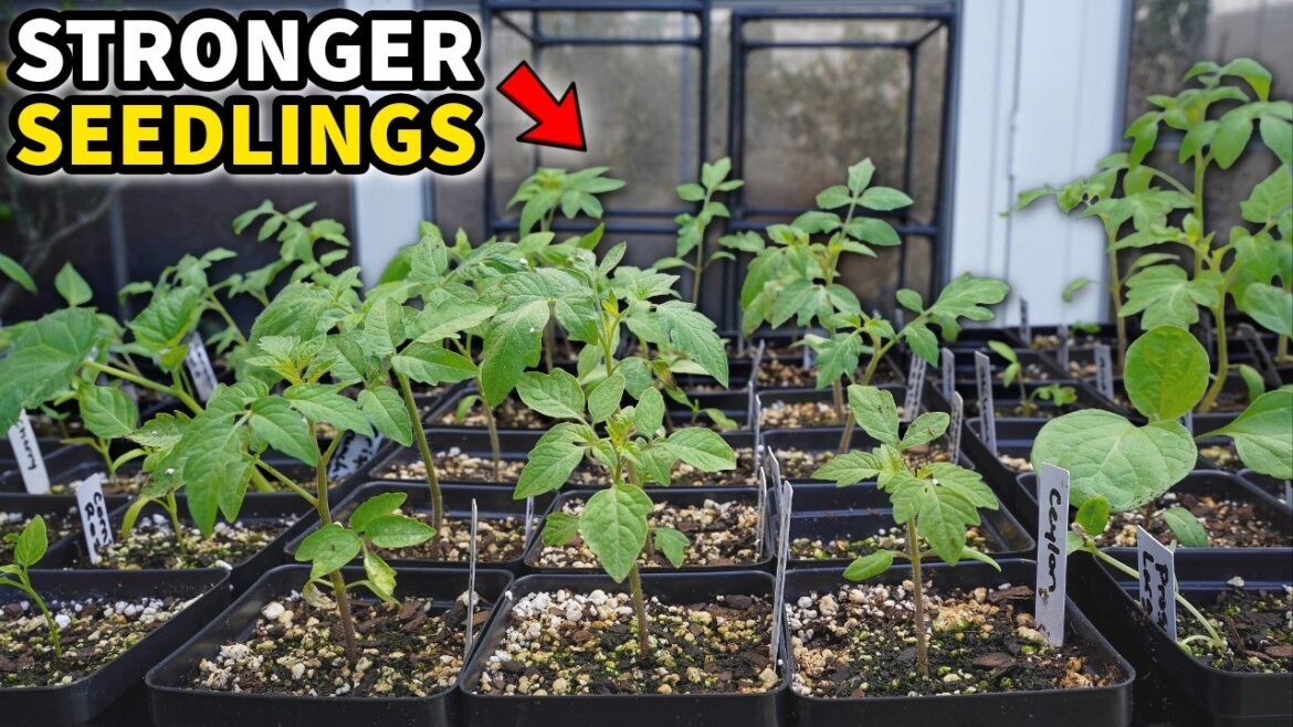 3 Things We MUST Do NOW For Strong, Healthy Transplants! 3 Things We MUST Do NOW For Strong, Healthy Transplants!