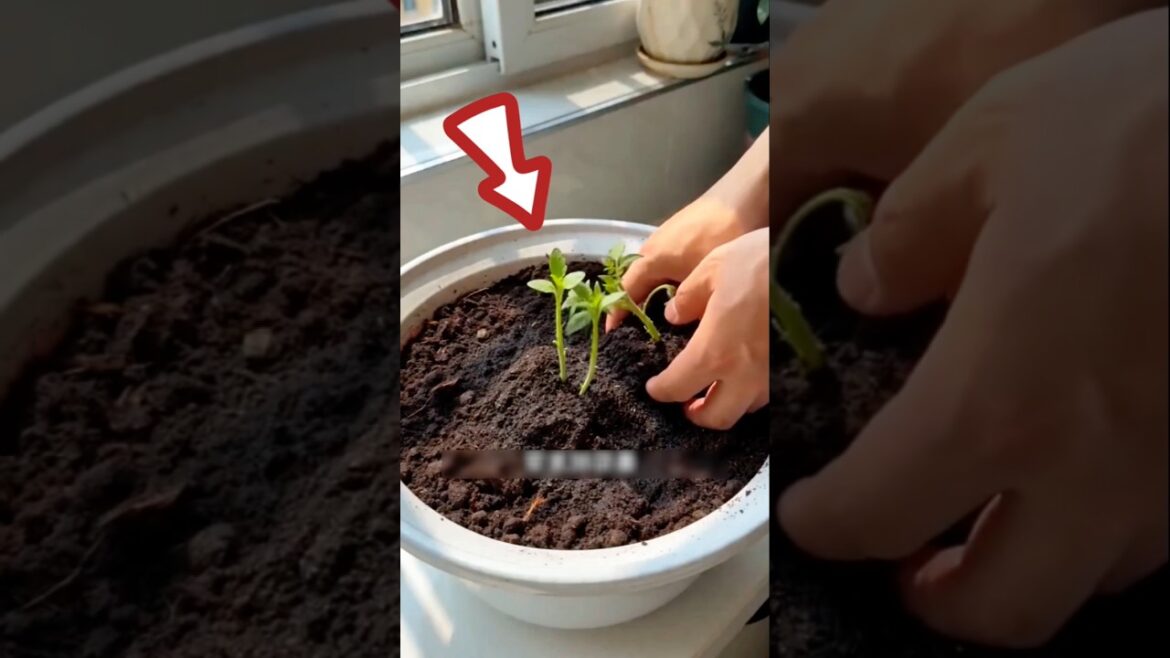 Grow Tomatoes from a Single Fruit 🍅 | Easy No-Seed Gardening Hack #farming #gardening #tips