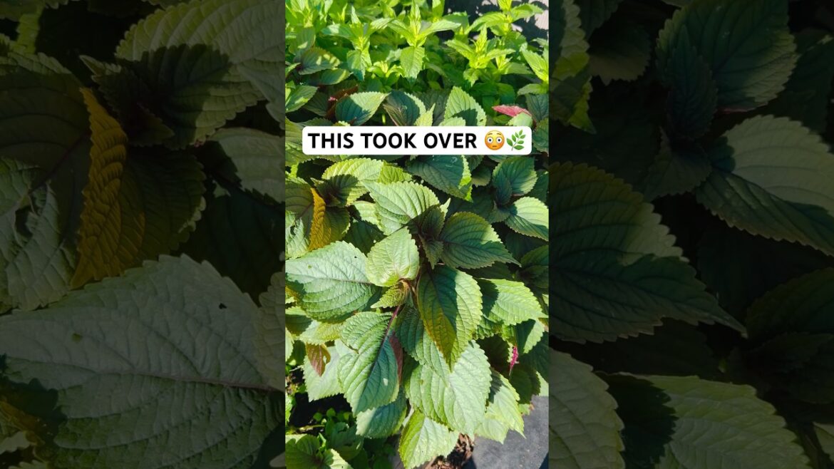 This Plant MULTIPLIED Like Crazy (Perilla/Shiso) 🌿🔥 #garden #shorts This Plant MULTIPLIED Like Crazy (Perilla/Shiso) 🌿🔥 #garden #shorts