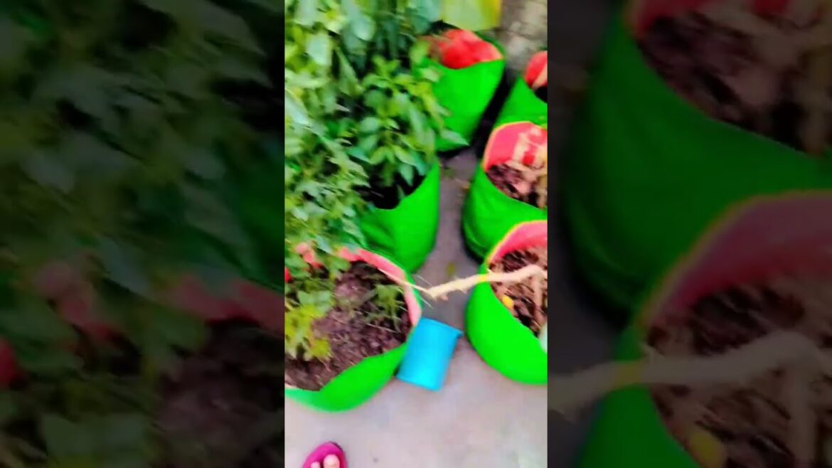 terrace gardening organic vegetable gardening ideas natural beauty 🥬🥬🍆🍅🍅🍆🍆#garden #youtbeshorts