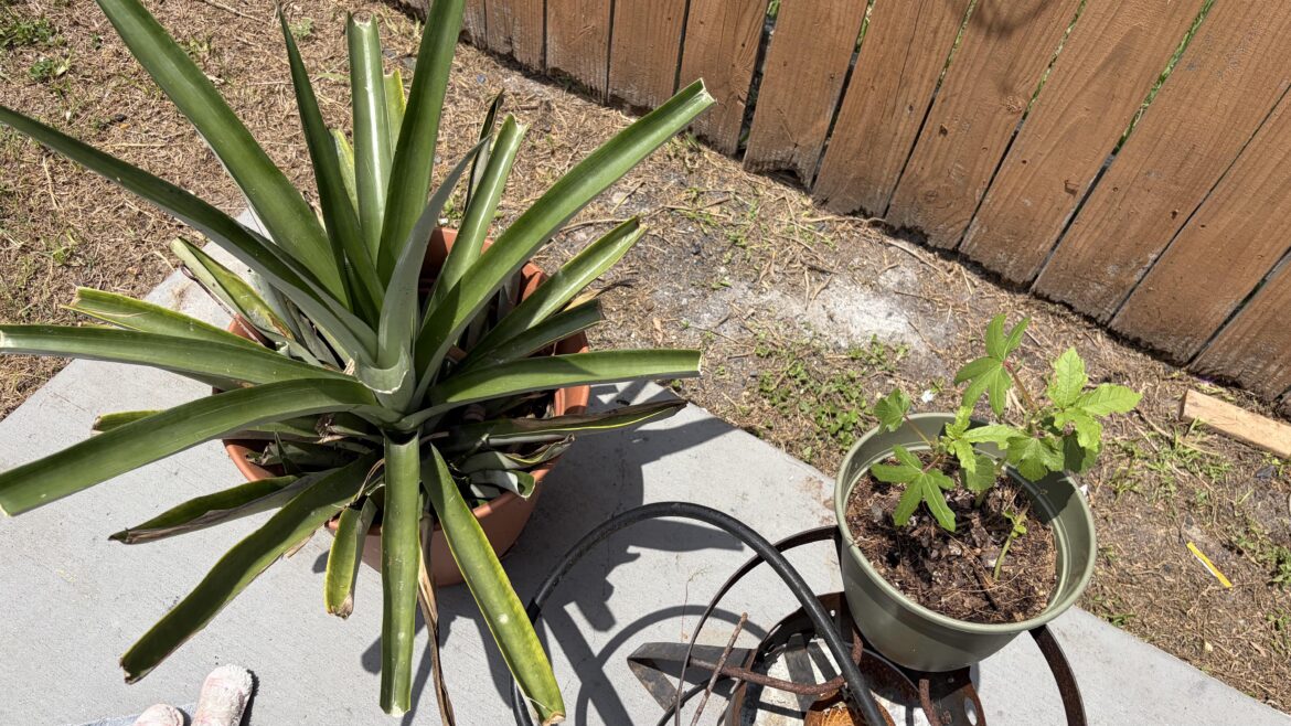 My Pineapple and my Okra are doing great so far : ) My Pineapple and my Okra are doing great so far : )