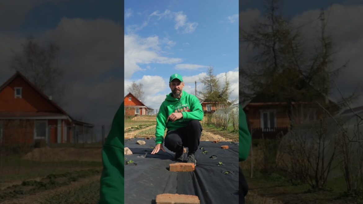 Больше никаких сорняков и пересохшей почвы! Чем замульчировать сад и огород для больших урожаев Больше никаких сорняков и пересохшей почвы! Чем замульчировать сад и огород для больших урожаев