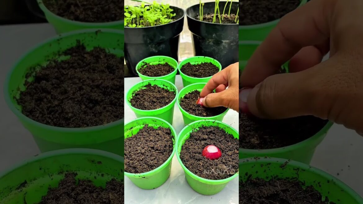 Never Buy Shallots Again! 🧅✨ Easy Pot Planting Hack #shorts Never Buy Shallots Again! 🧅✨ Easy Pot Planting Hack #shorts