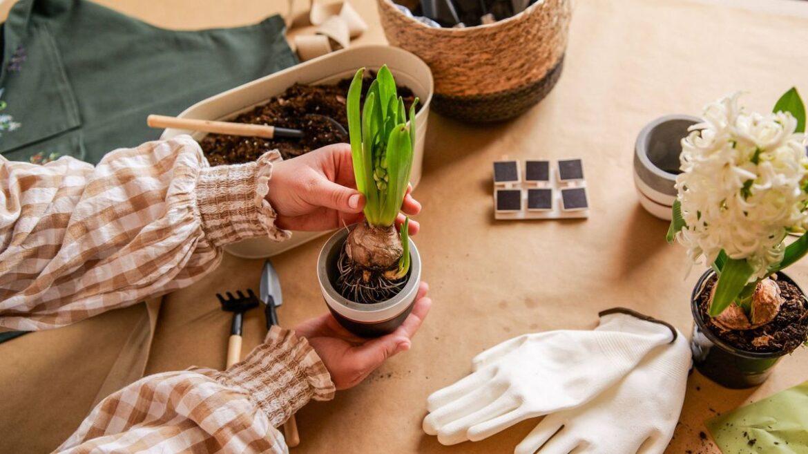 May bank holiday gardening jobs you must do this weekend Devon Live