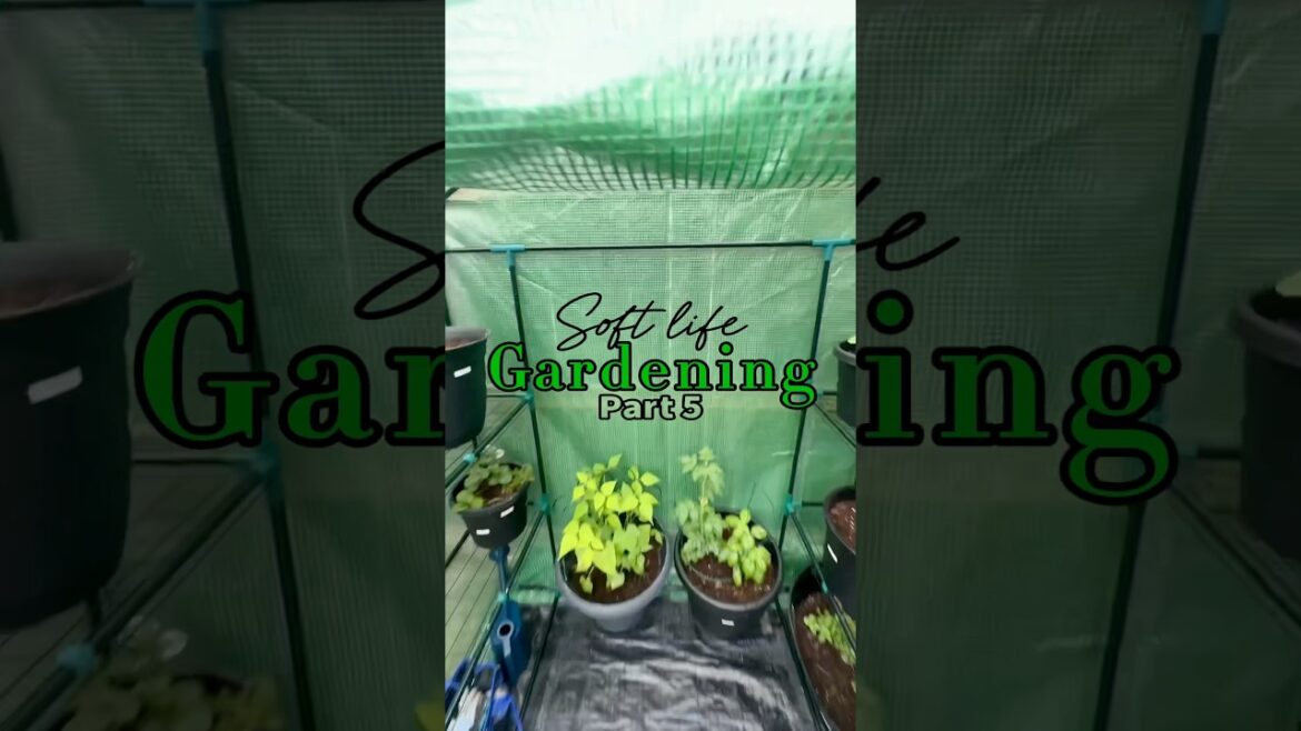 #Gardening #BeginnerGardener #SoftLife #ForYou #Trending