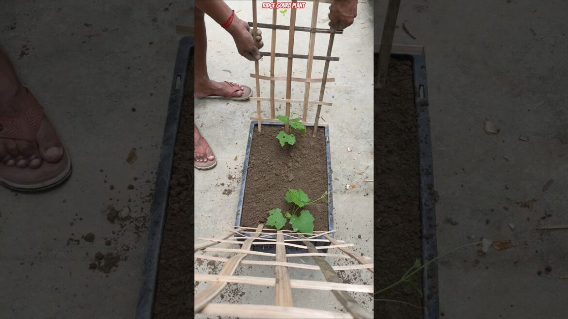 😱 Ridge Gourd Explosion Growth in Plastic Crate 🌿 | Secret Fertilizer Mix Revealed! #shorts #luffa