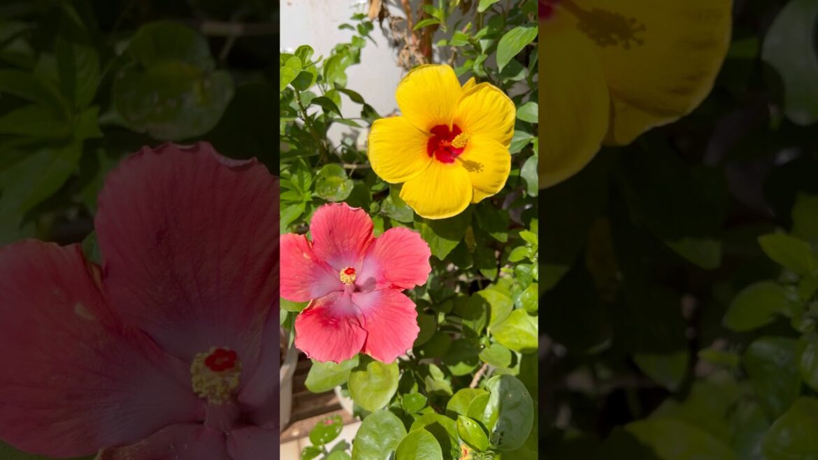 Full Sunlight Plant Hibiscus 🌺 |#homegardening #youtubeshorts