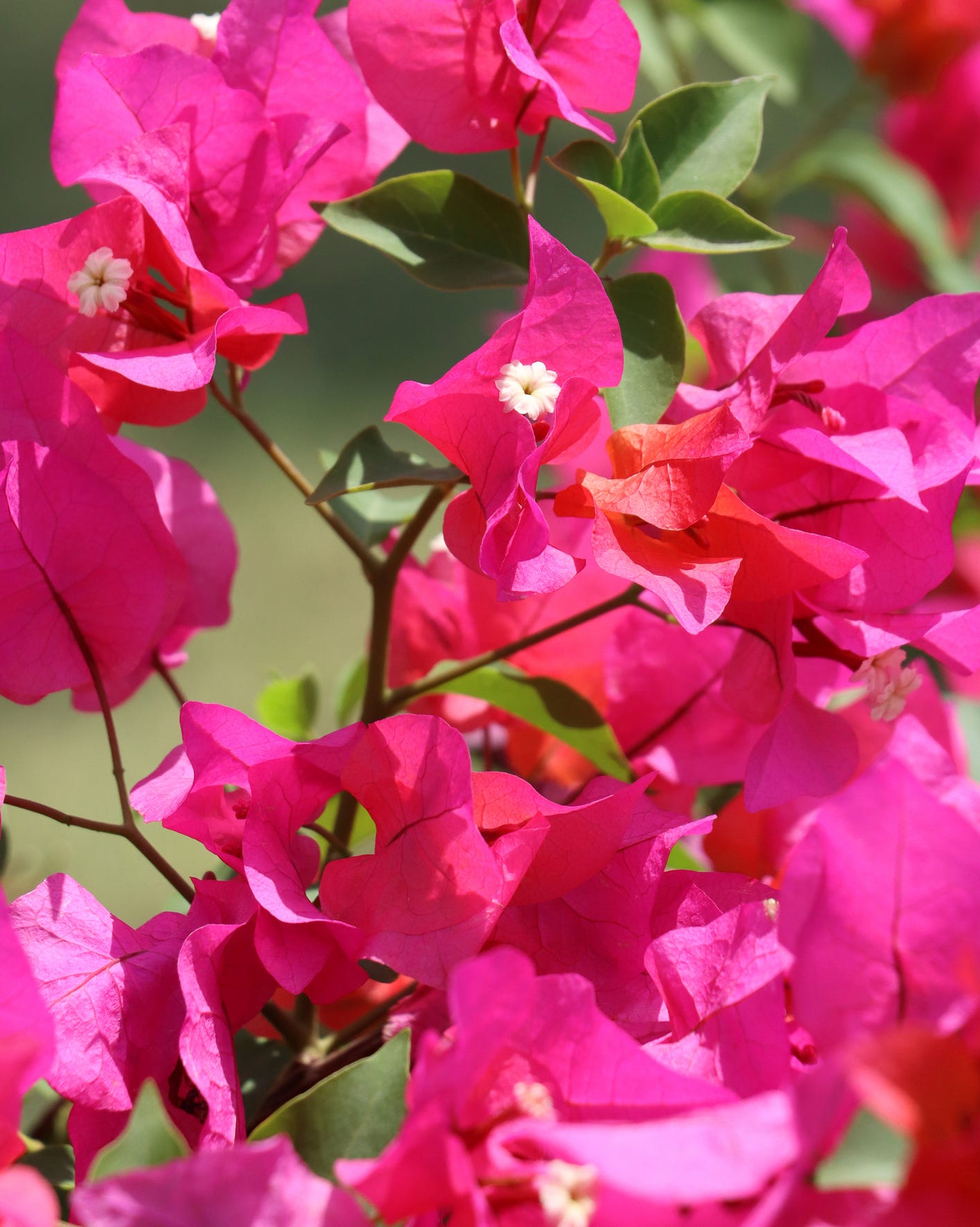 stock photo showing close up view of pretty bright pink bougainvillea bracts surrounding yellow flowers in the summer sunshine. these exotic pink bougainvillea flowers and colourful bracts are popular in the garden, often being grown as summer climbing plants, ornamental vines or flowering houseplants, in tropical hanging baskets or as patio pot plants.