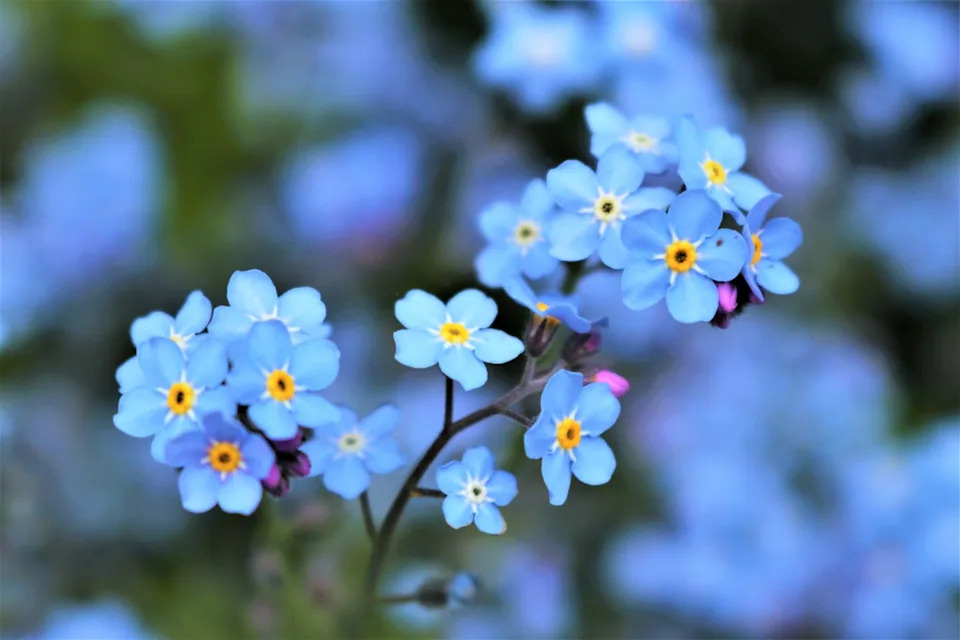 self seeding flowers forget me nots