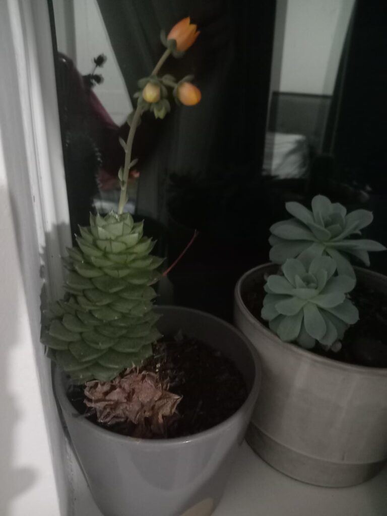 Echeveria Fabiola flowering!