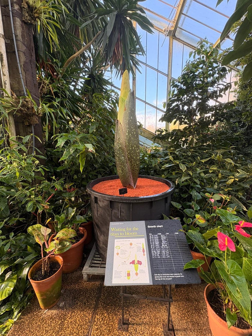 a large plant next to signage in a greenhouse