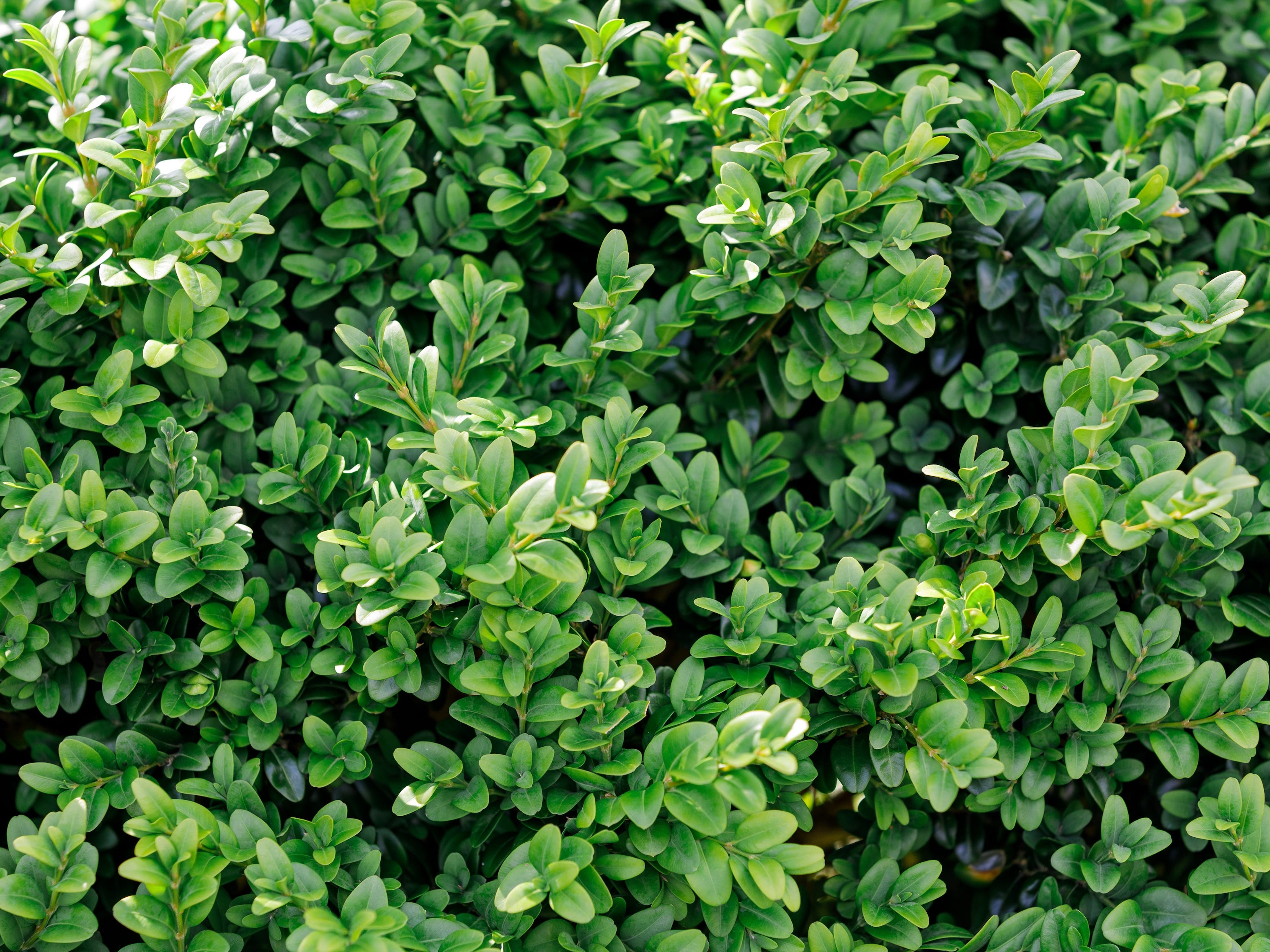 shrubs that thrive in pots