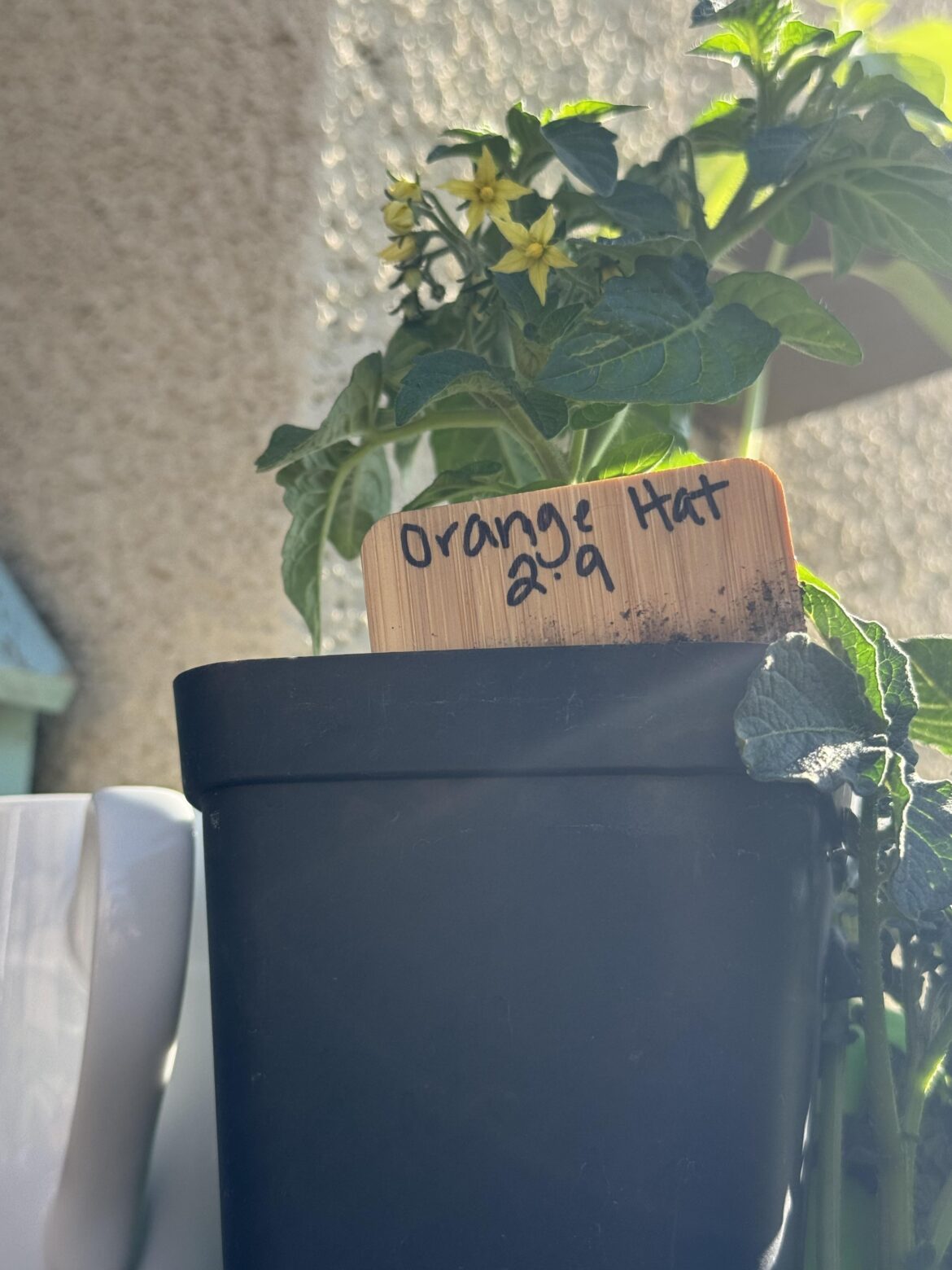 Orange Hat (micro dwarf tomato)