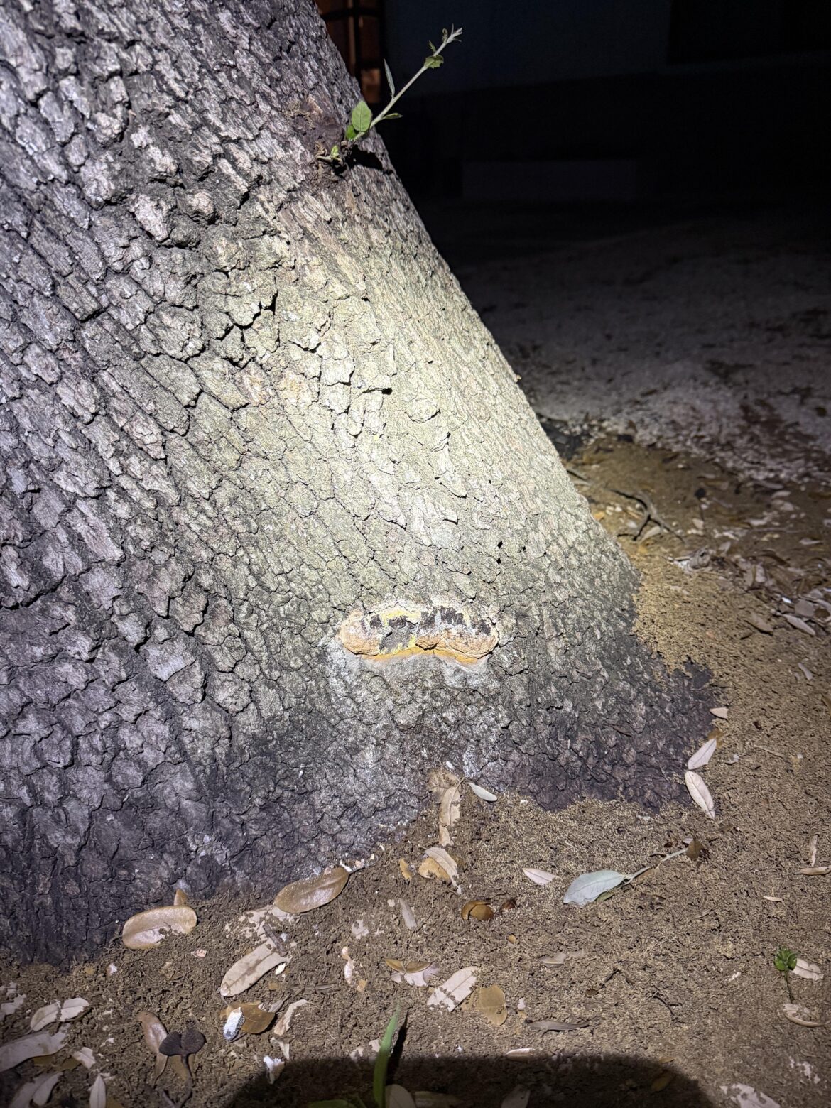 Live oak mold help!