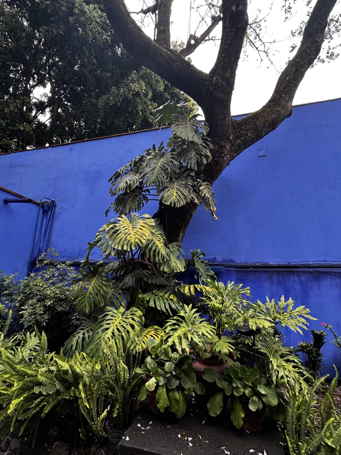 Frida Kahlo’s Monstera Plant at her Coyoacán home. (OC)