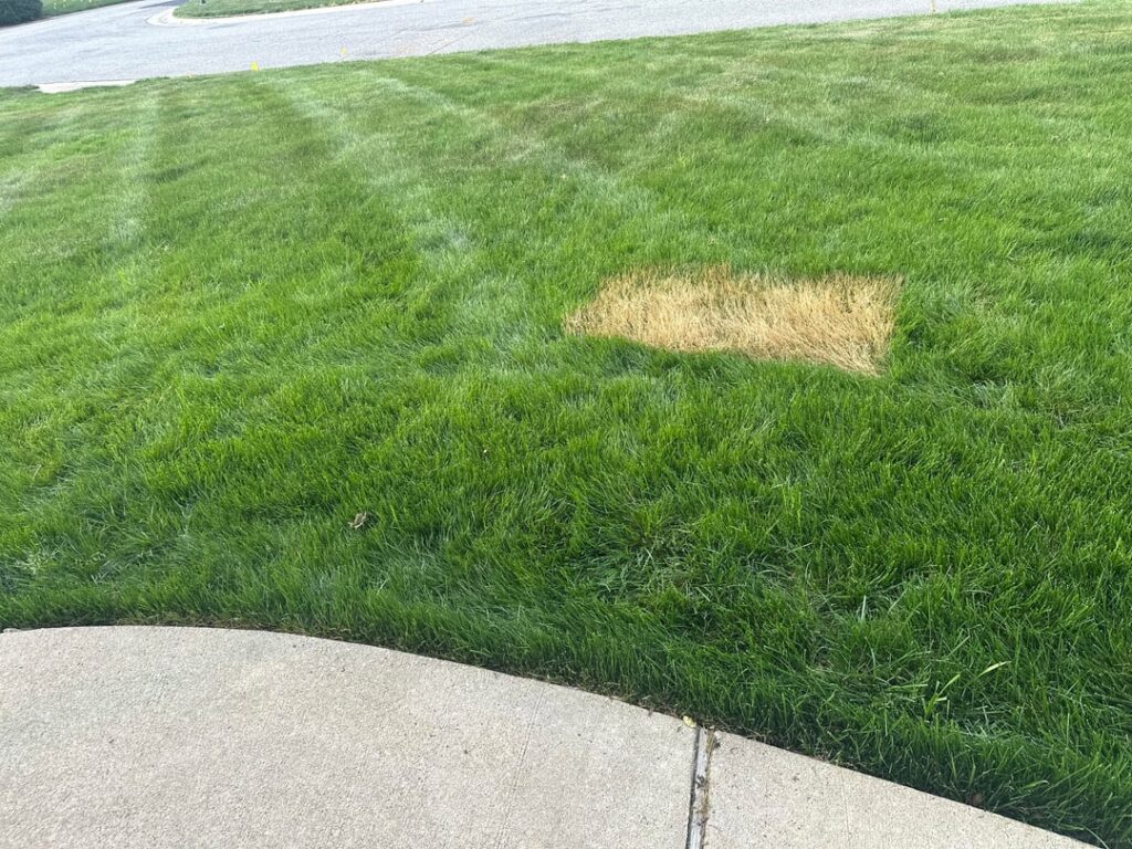 Mysterious brown patch disease?!