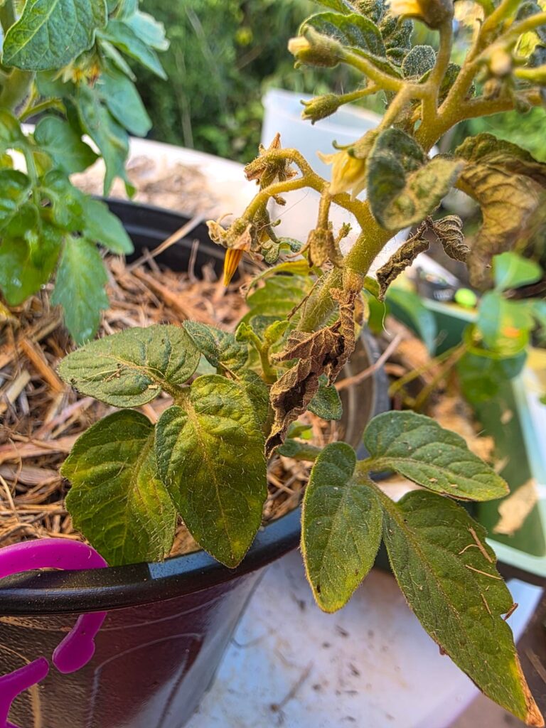 Diagnosis??