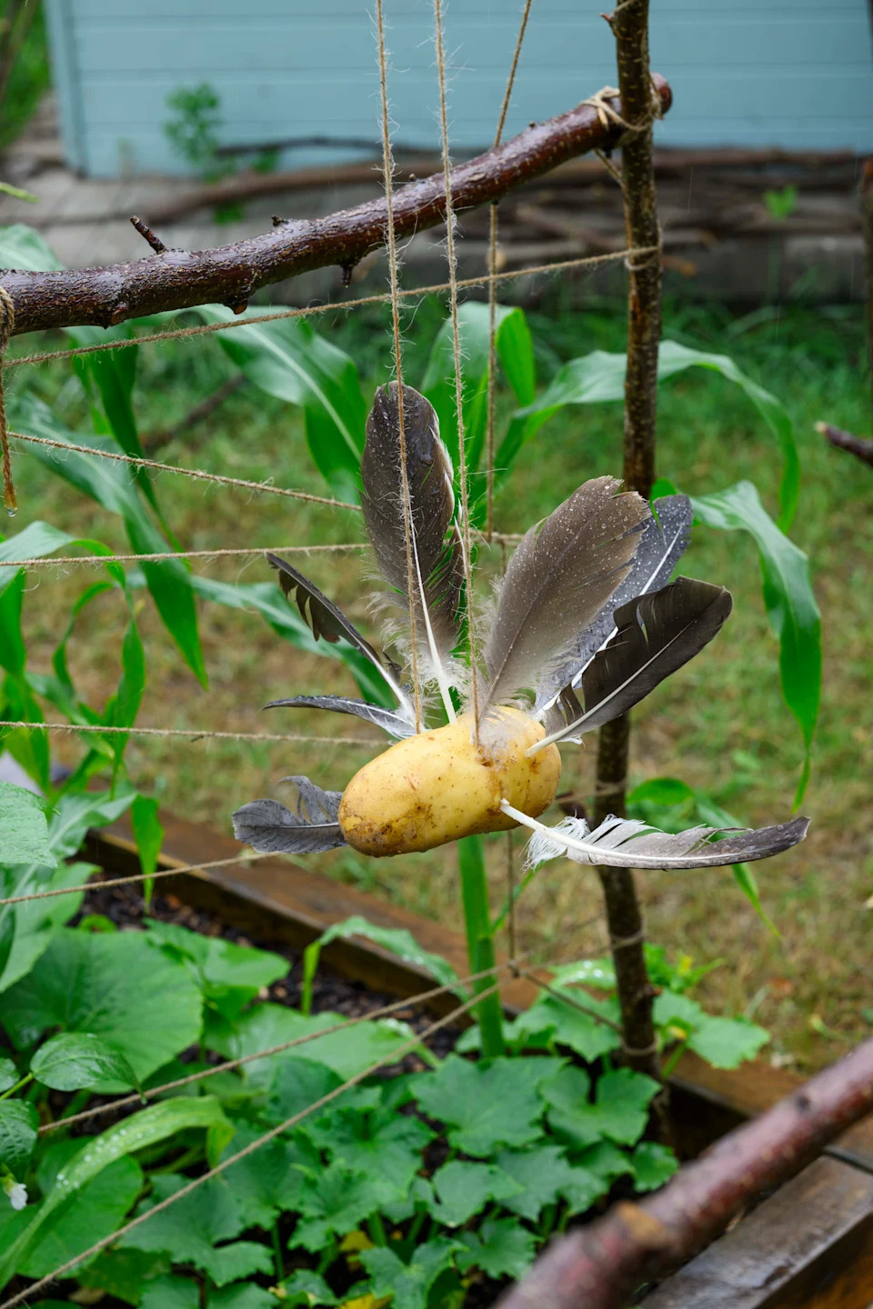 A feather and potato bird-scarer (Jason Ingram/Dorling Kindersley/PA)