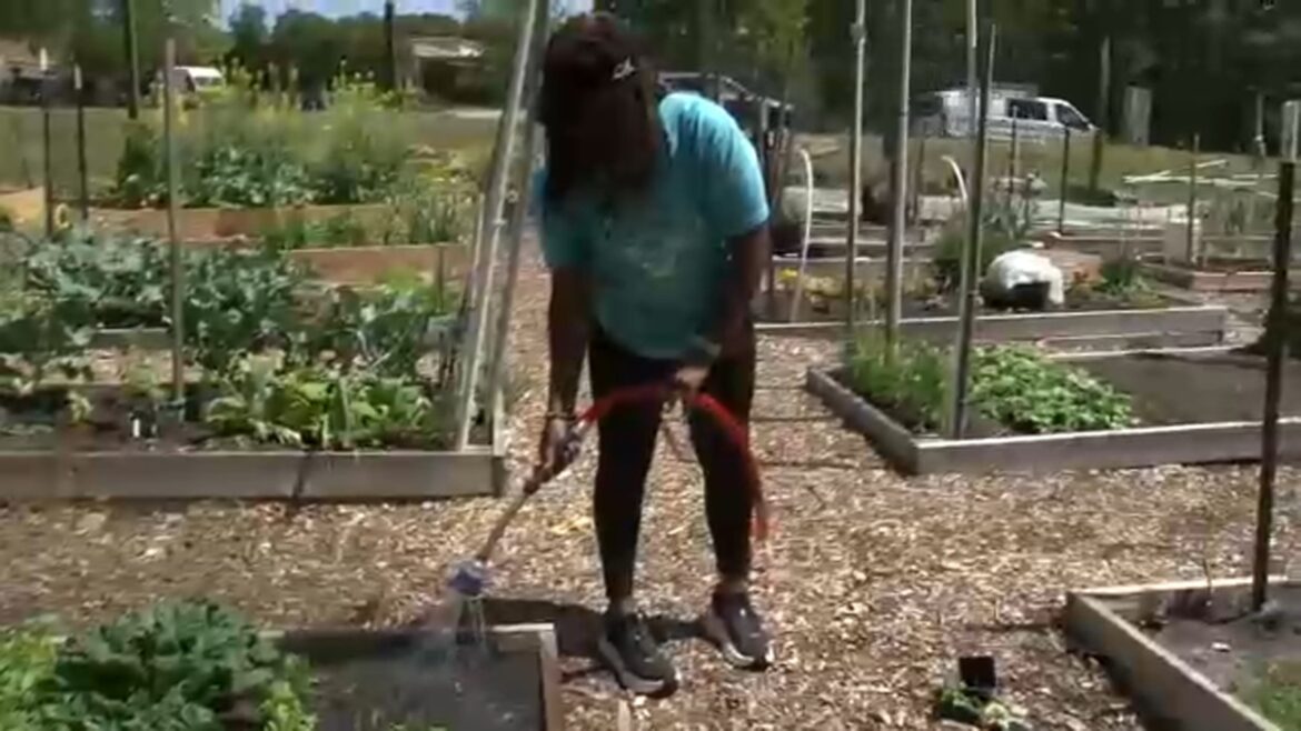 High produce prices fuel demand for Durham community garden plots