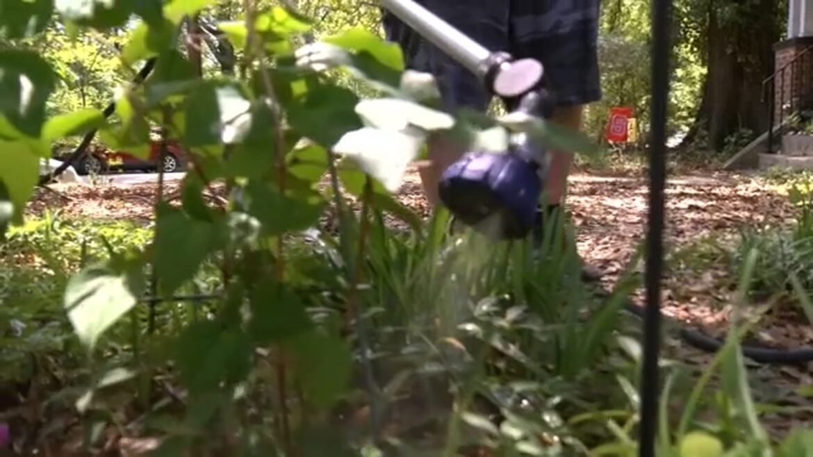 Water restrictions NC | Homeowners, gardeners adjust as drought brings water limits Water restrictions NC | Homeowners, gardeners adjust as drought brings water limits