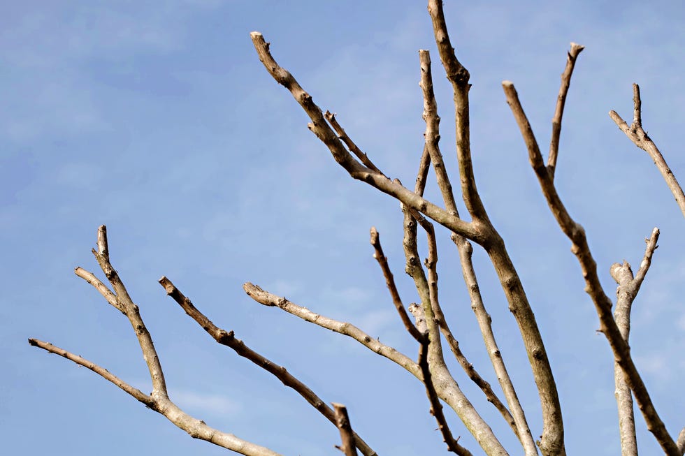 Bare crape myrtle tree branches against blue sky what to prune in March and April crepe myrtle