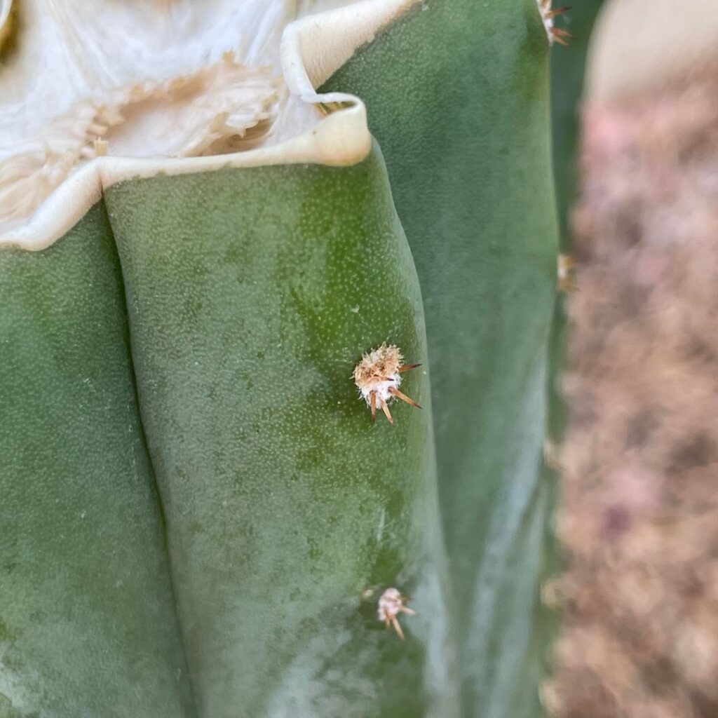 One of the best parts of this hobby is when you become so in tune with the cacti, you notice the littlest details. Like this tiny amount of fuzz will soon be pups🥰