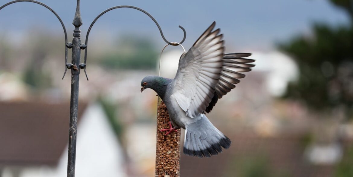 How To Keep Pigeons Away From Garden Bird Feeders