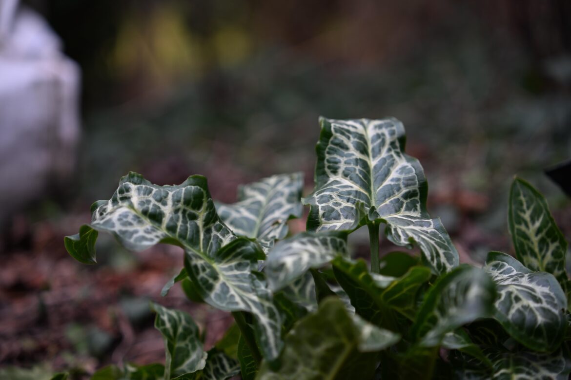 An aroid that grows wild in Northern Europe