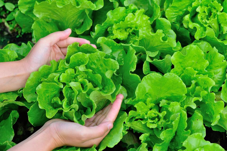 Protect Your Garden This Summer With Agrivoltaic Shielding Protect Your Garden This Summer With Agrivoltaic Shielding