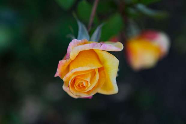 The Redwood Empire Rose Society will host a free talk and demonstration Oct. 20, 2022, on the art of propagating roses at Luther Burbank Art & Garden Center in Santa Rosa. (Crissy Pascual/Petaluma Argus-Courier)