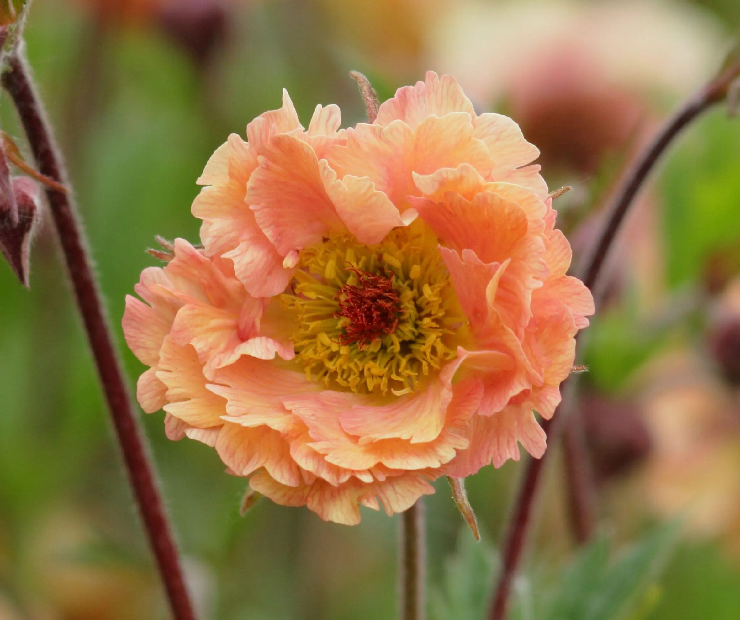 Geum 'Mai Tai' avens flowers in a late spring garden border.