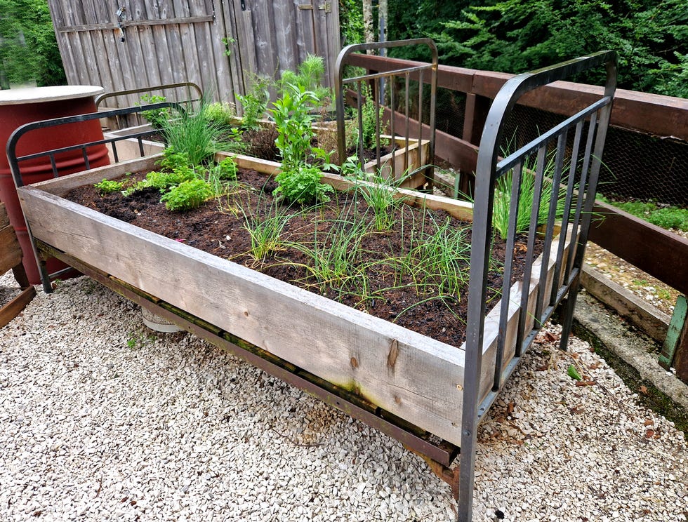 Wooden herb beds in the monastery garden of the castle. Rectangular herb bed and park paths of bright colors. Recession beds, boxwood hedges. Education, schoolyard, school, gardening.