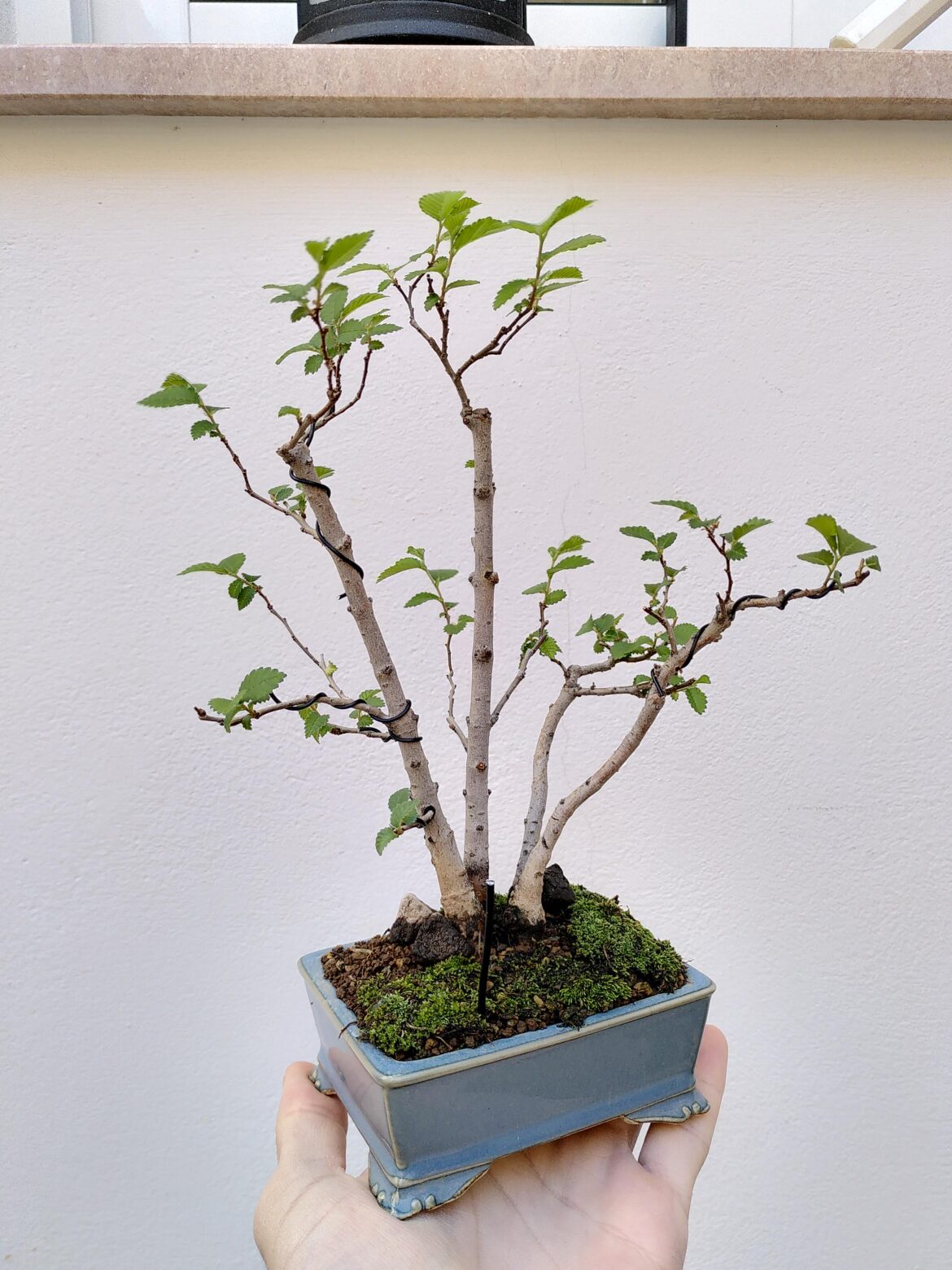 Ulmus pumila, 2-3 years from seed
