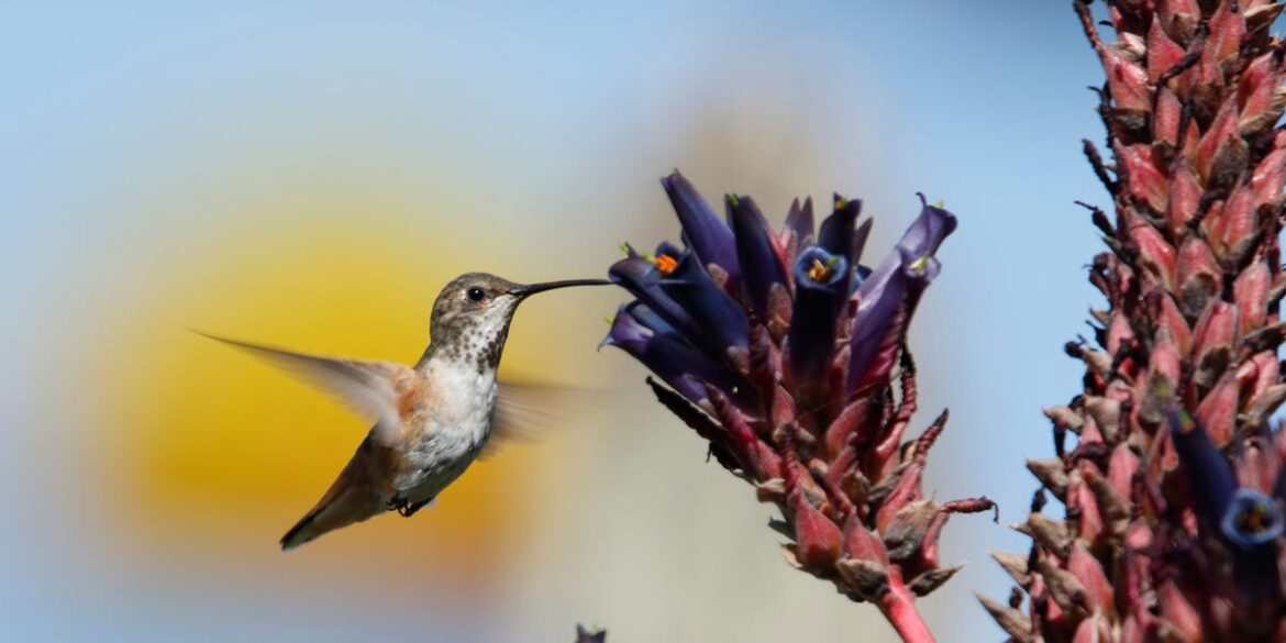 Experts Share Why Hummingbirds Aren’t Visiting