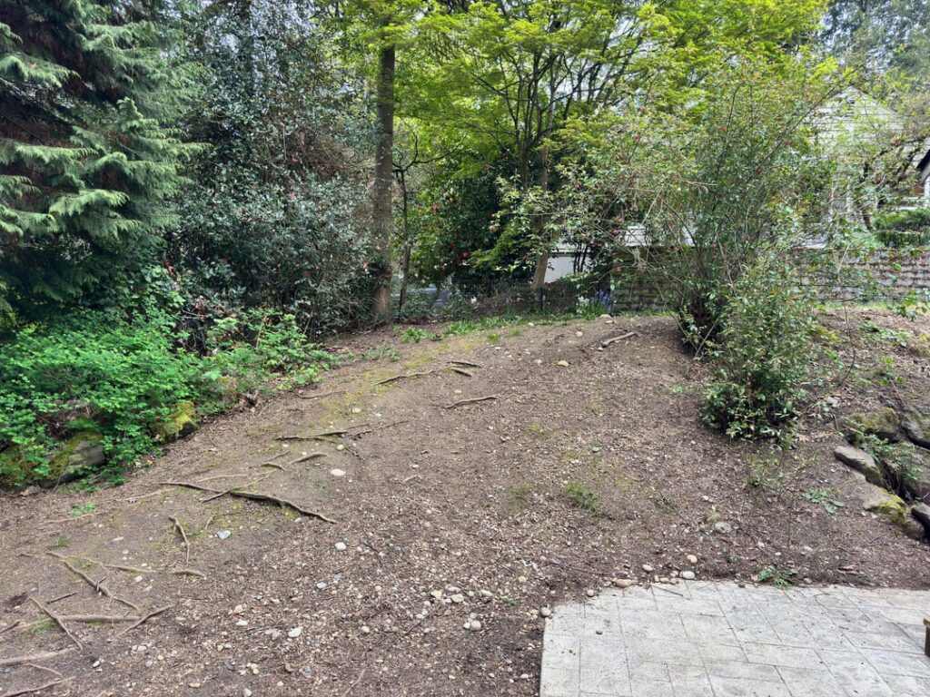 what do i do to improve this area in my backyard?