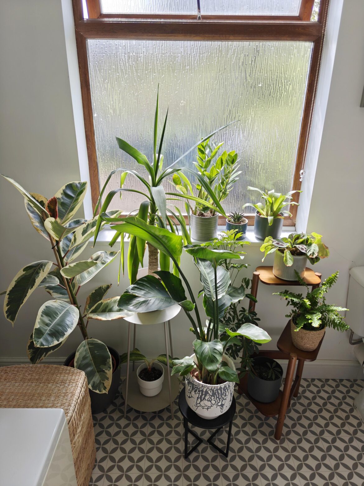 Bathroom plants!