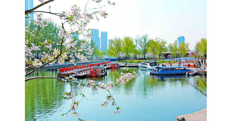 From Old Channel to New Garden: How Chaoyang’s “Sakura River” is Dazzling Spring From Old Channel to New Garden: How Chaoyang’s "Sakura River" is Dazzling Spring