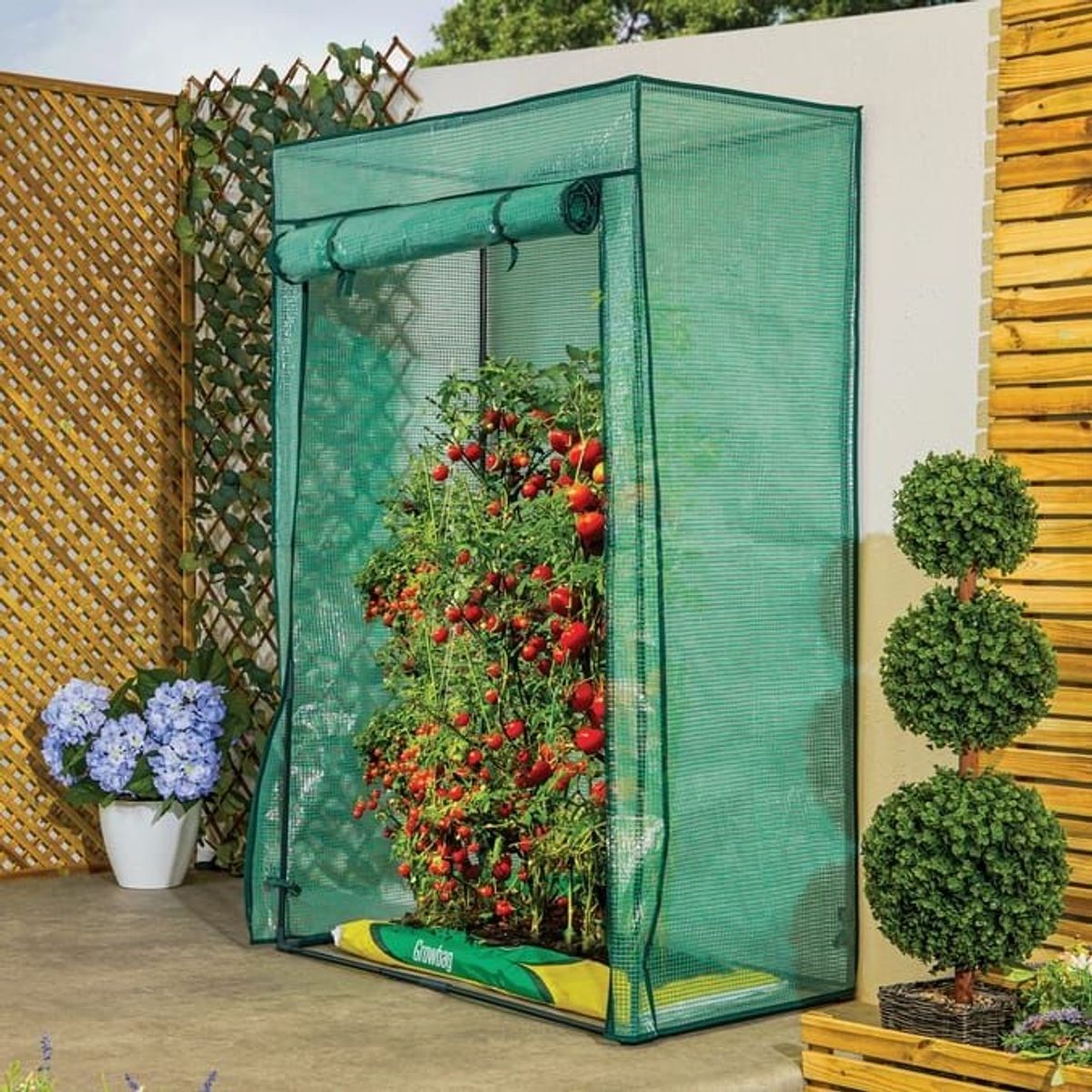 A green plastic rectangular greenhouse with the door rolled up and a tomato plant inside. The greenhouse is in a garden with wooden fencing.