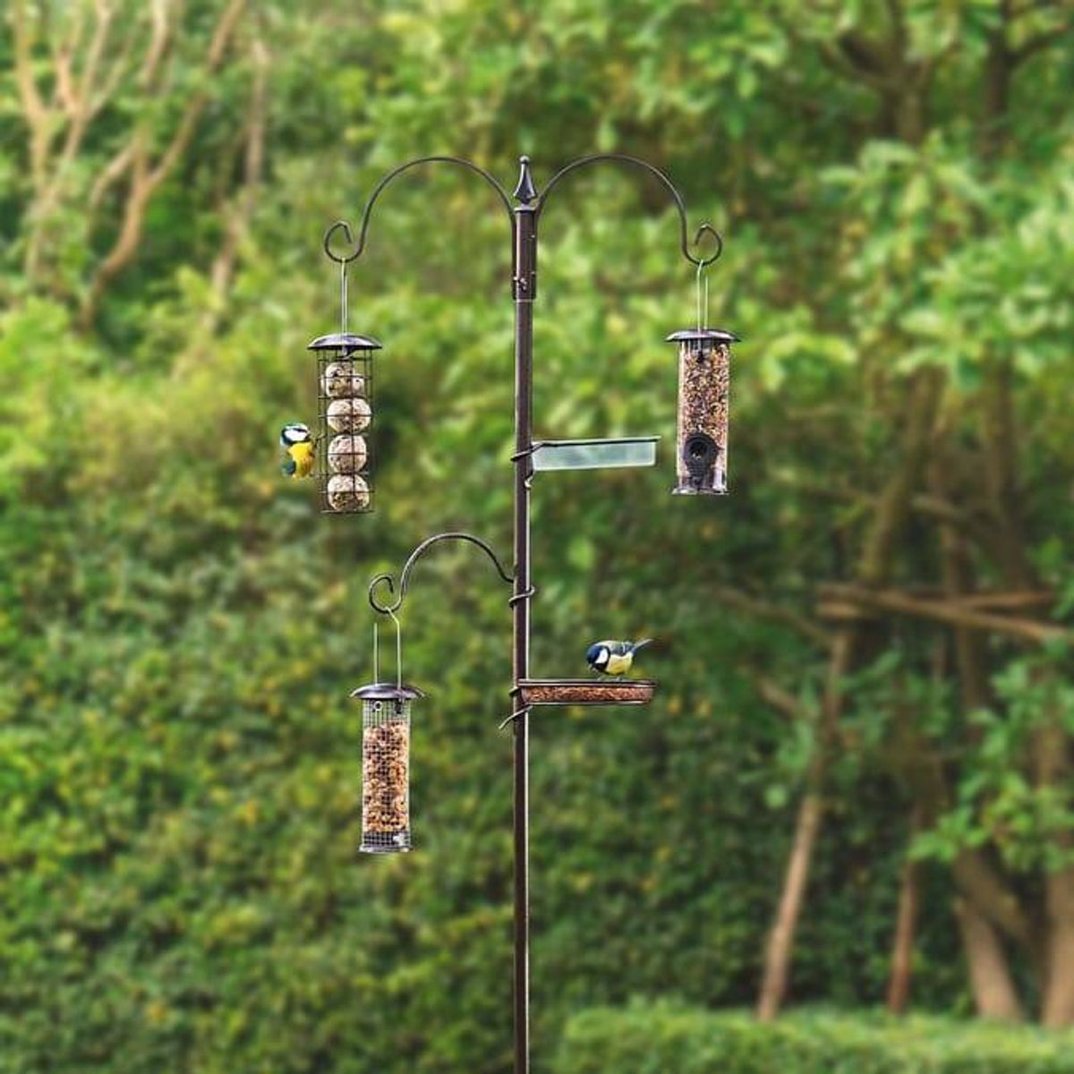 Gardens will become 'a bird’s favourite spot' with this feeder installed