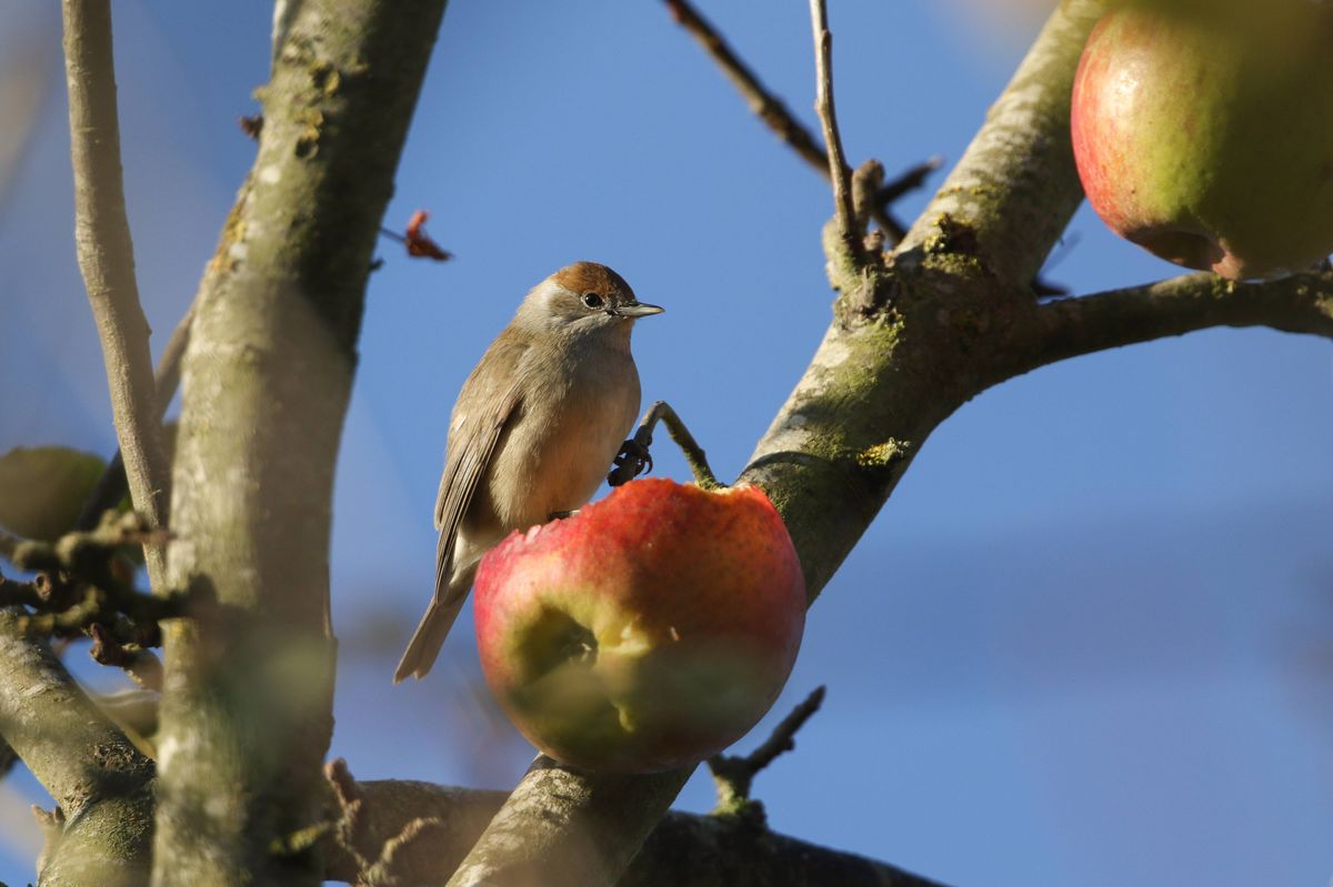 A female Blackcap, Sylvia atricapilla, feeding on an Apple  growing on a wild tree in woodland on a cold winters day.