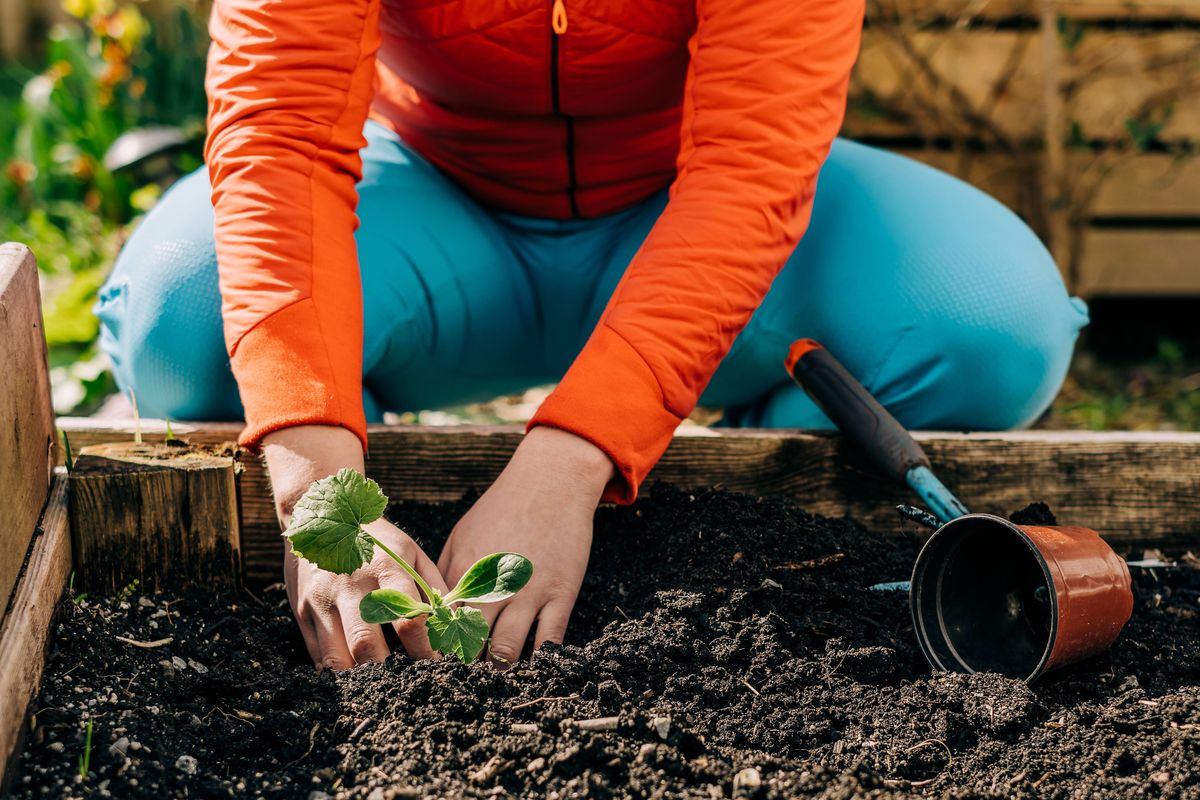 An unrecognizable woman crouches down and places a green plant in the soil of a backyard garden