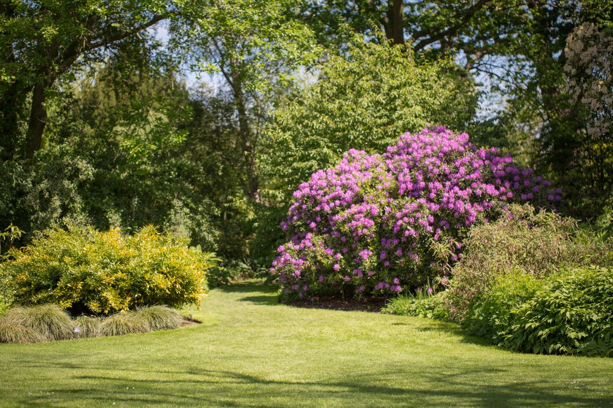 wide angle view of a pink blooming Azalea flowering tree in afternoon sunny light.