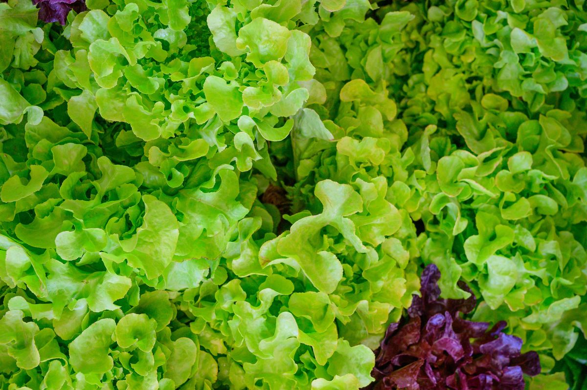 Close up green and purple Lettuce vegetable. Healthy food concept.