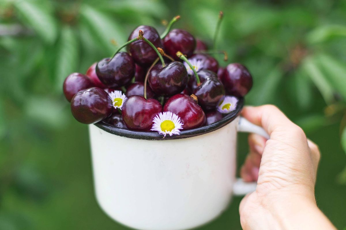 Fresh ripe cherries with small white daisies arranged in a white enamel mug held by hand against green garden background, natural light summer composi