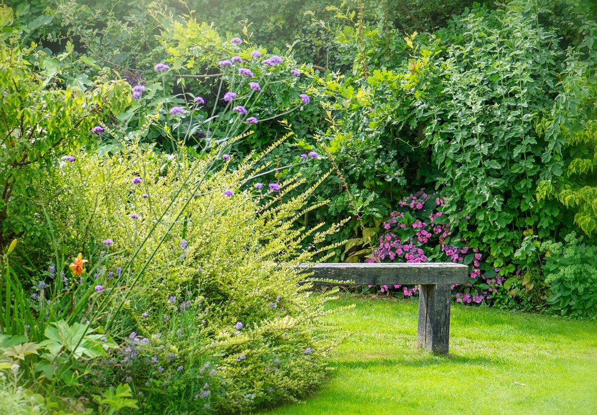 Beautiful back garden with blooming flowers and plants and a wooden bench