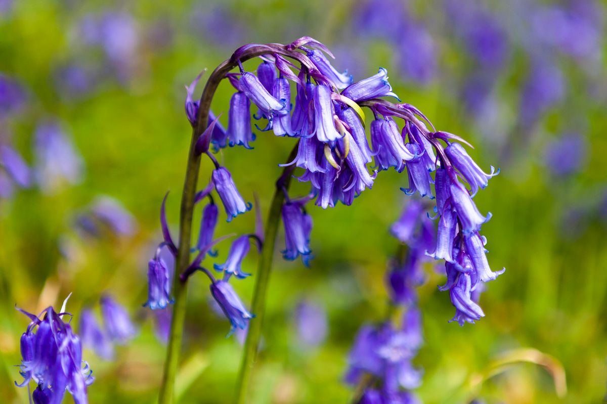 Close up of bluebells (Hyacinthoides non-scripta) in Sussex