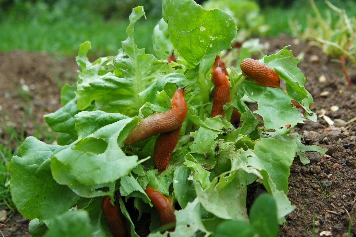 Snail invasion on a salad garden