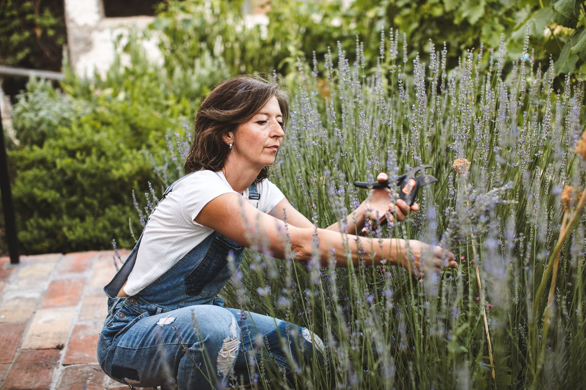 A smiling middle-aged woman working in her self-sustaining biodynamic garden, gently picking fresh lavender among flowering herbs.