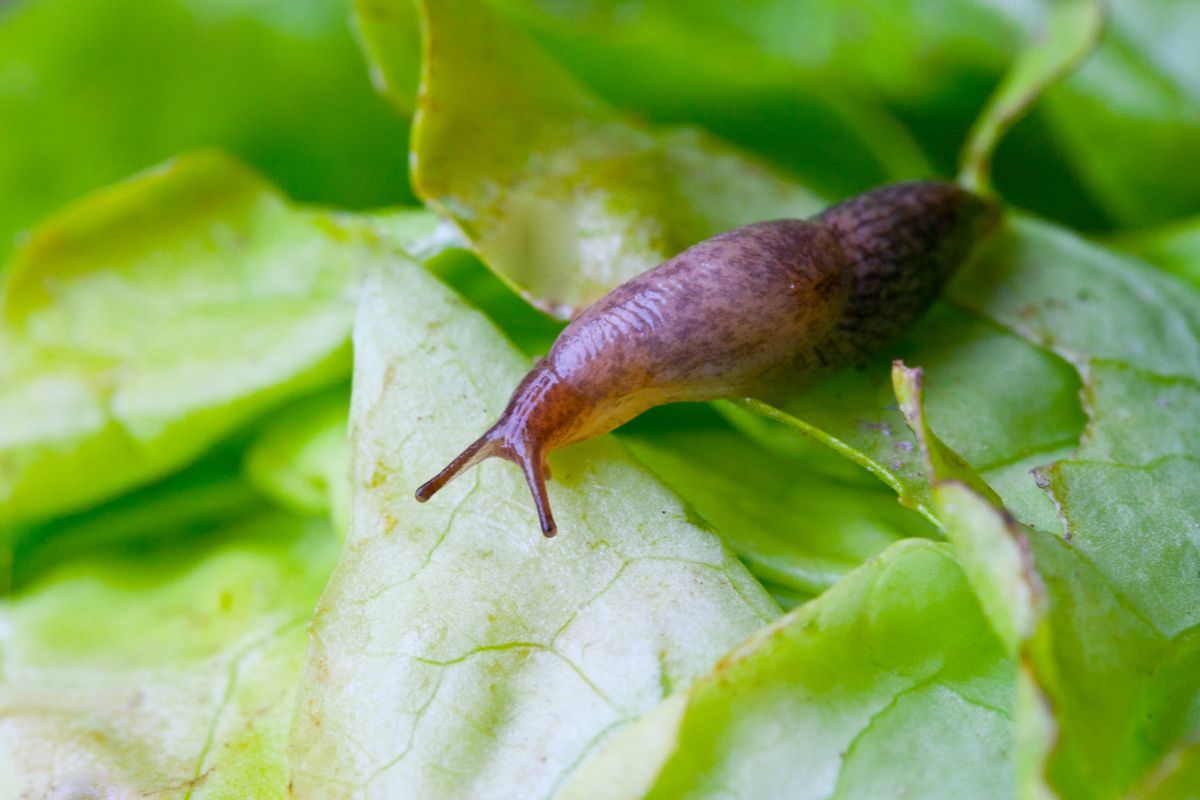 Lettuce leaf with a slug